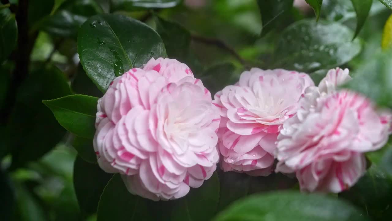 春天山茶花花瓣特写雨中的山茶视频素材