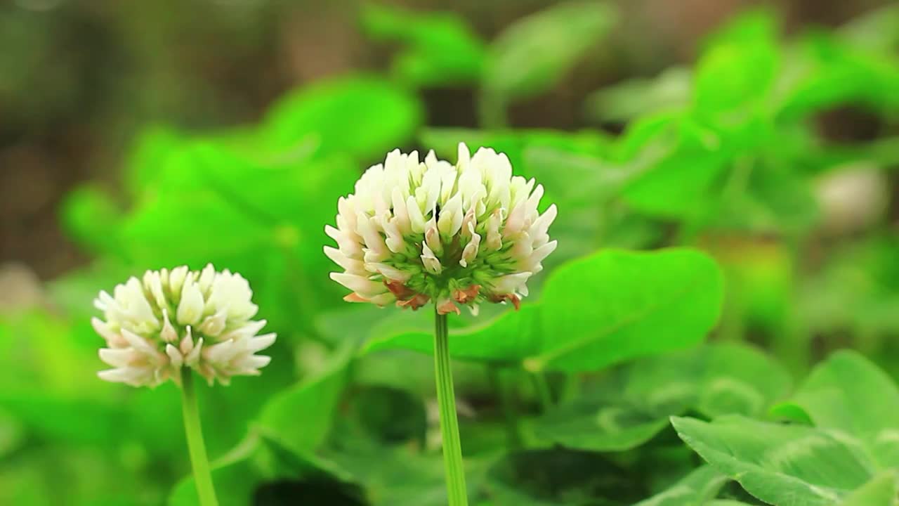 白车轴草，三叶草花视频素材