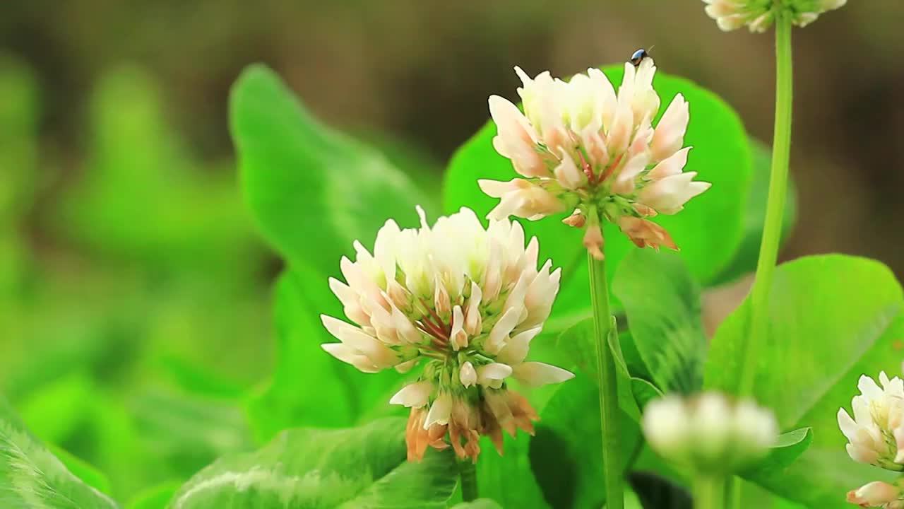 白车轴草，三叶草花视频素材