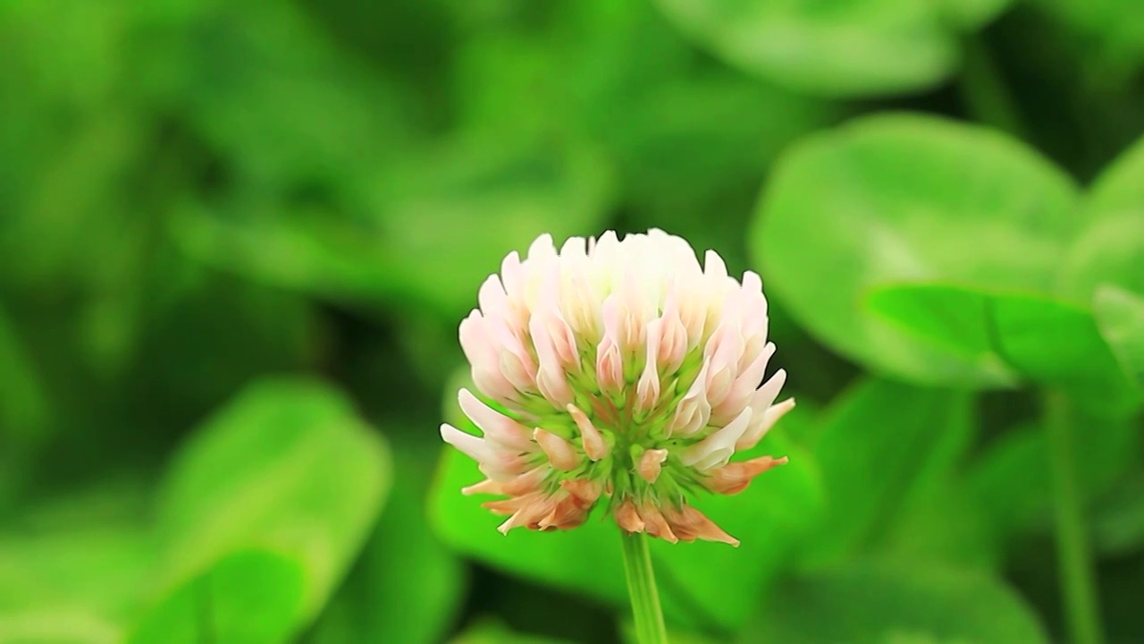 白车轴草，三叶草花视频素材