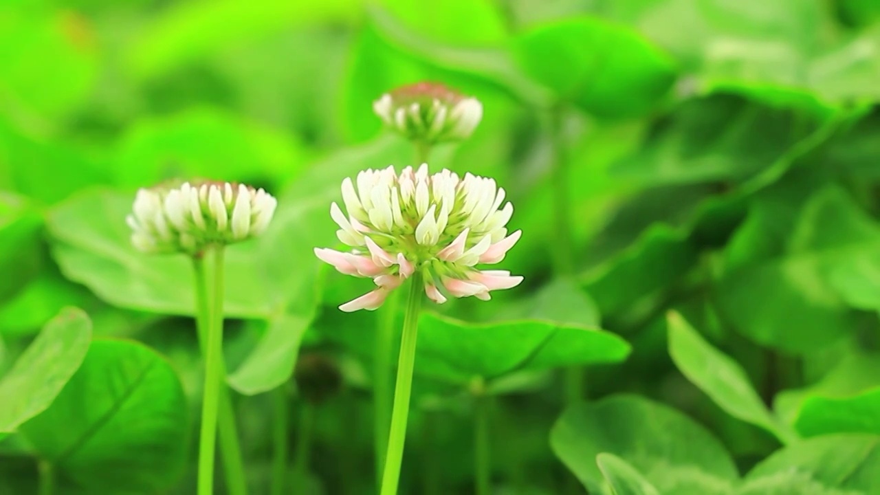 白车轴草，三叶草花视频素材