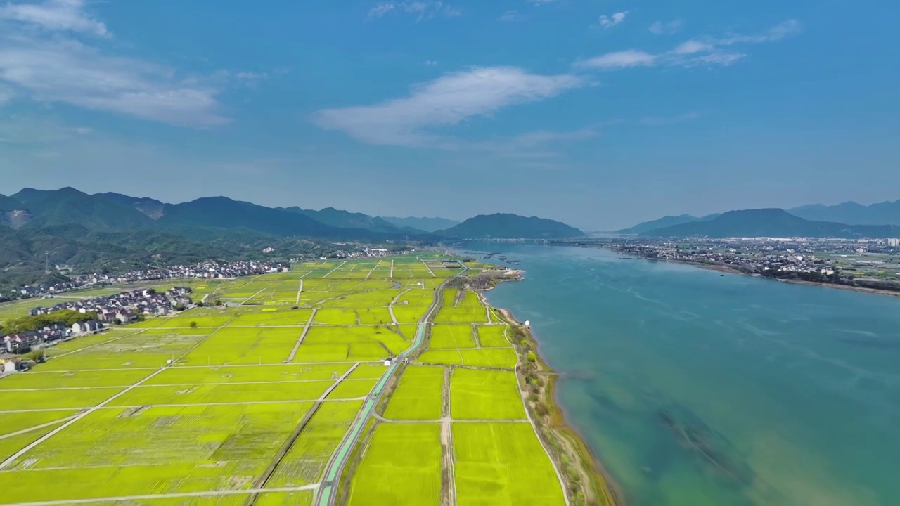 杭州富春江春天油菜花航拍视频素材