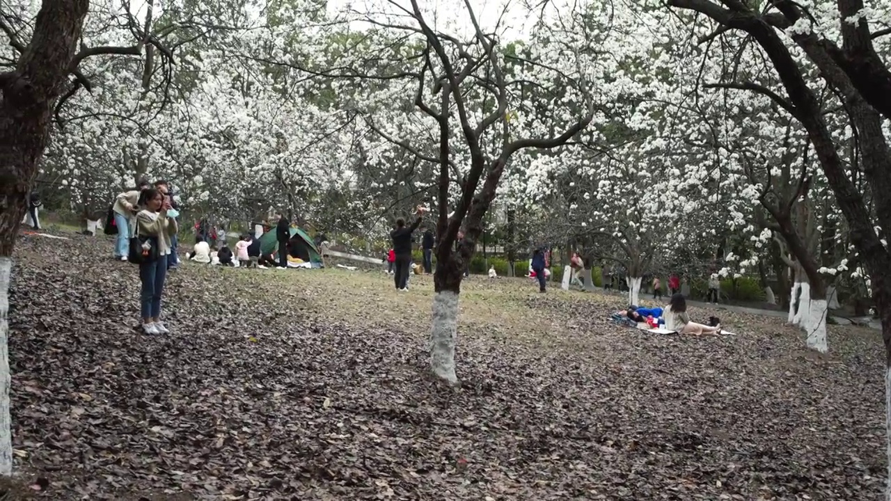 春天成都植物园梨花开市民游客梨园赏花游览视频素材