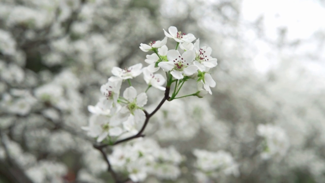 春天成都植物园梨花开雪白梨花特写镜头视频素材