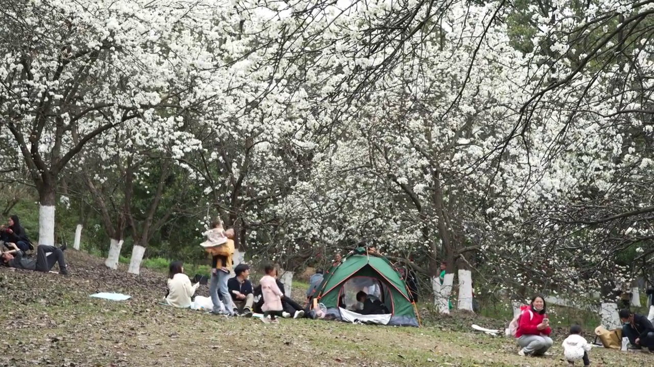 春天成都植物园梨花开市民游客梨园赏花游览视频素材