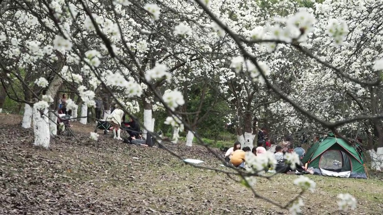 春天成都植物园梨花开市民游客梨园赏花游览视频素材