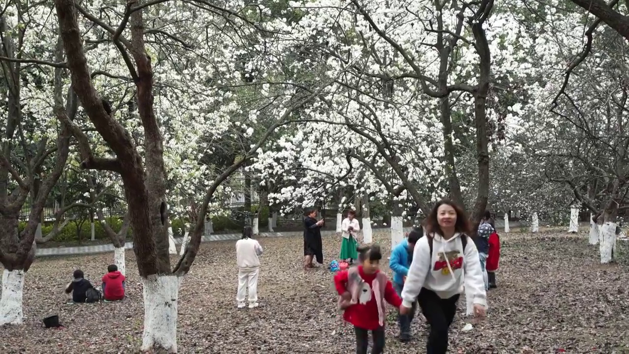 春天成都植物园梨花开市民游客梨园赏花游览视频素材