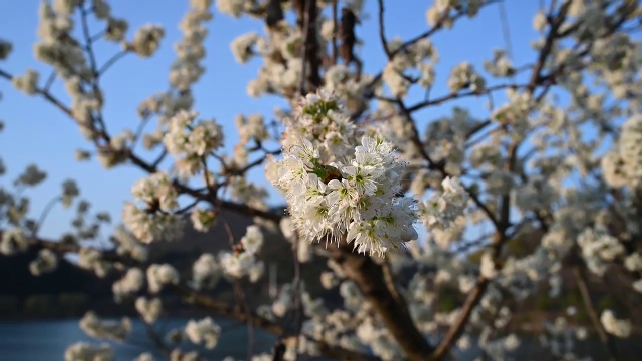 风中摇摆的花视频素材