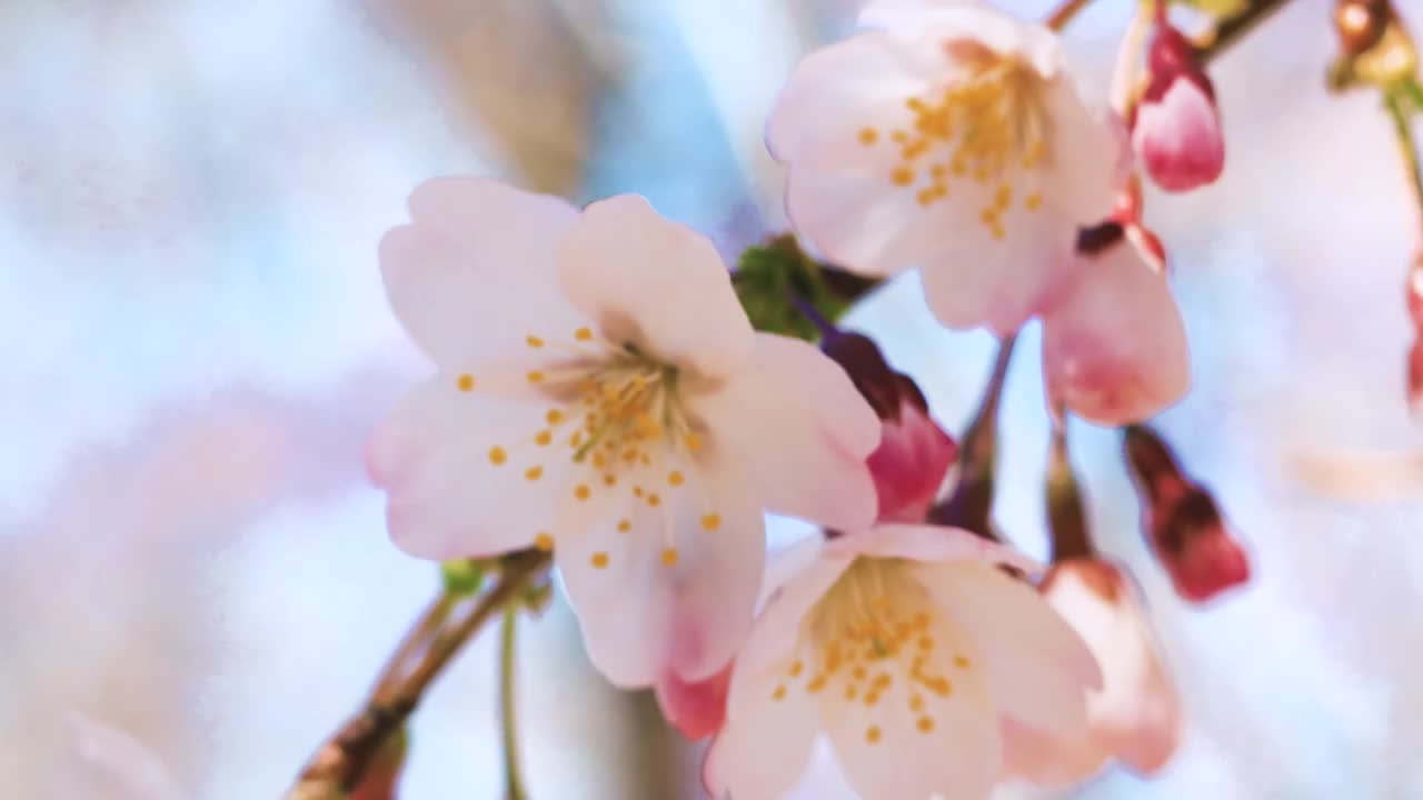 春天樱花盛开视频素材