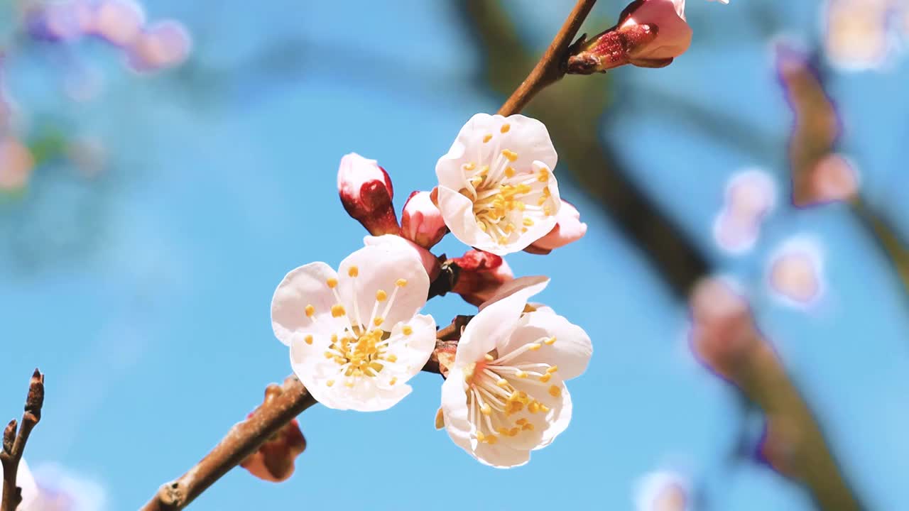 春天樱花盛开视频素材