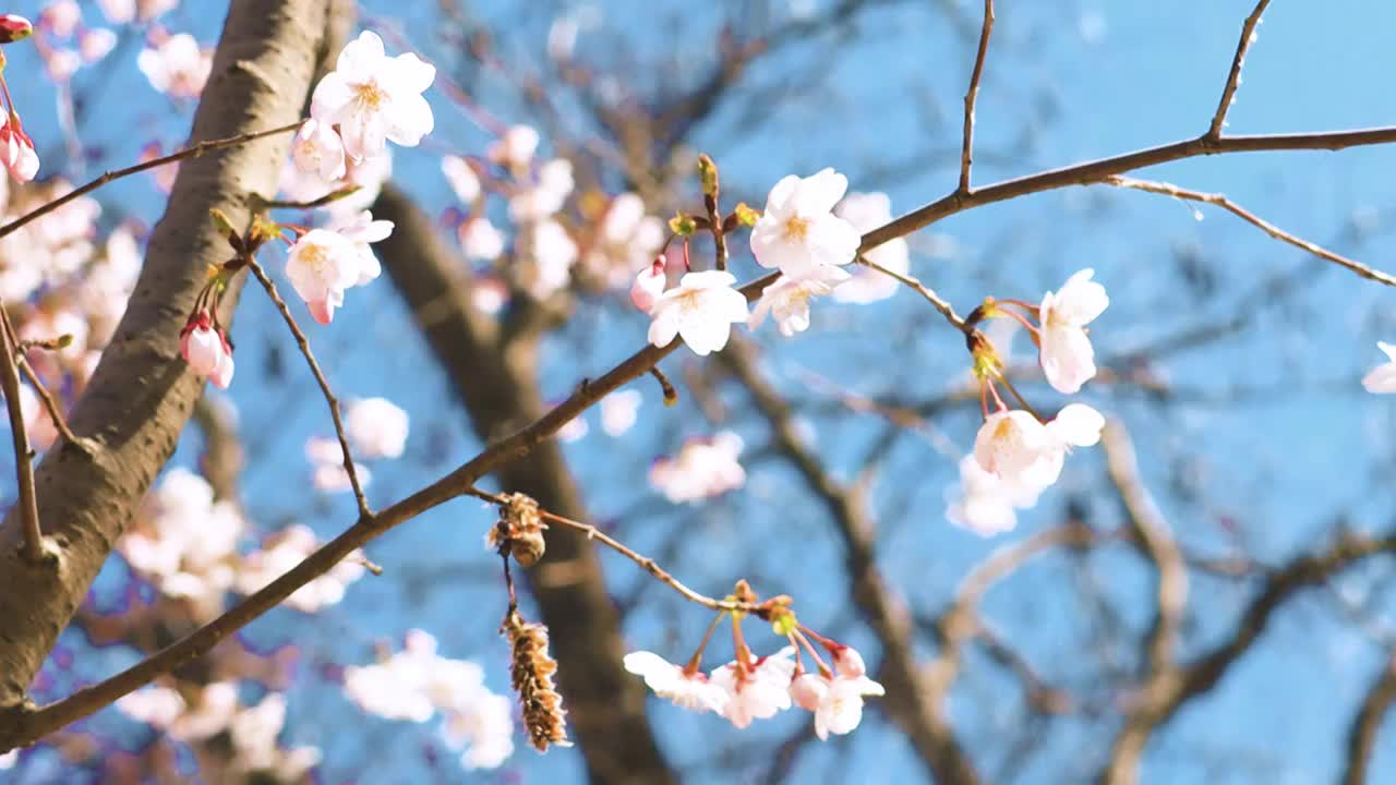 春天樱花开满枝头视频素材