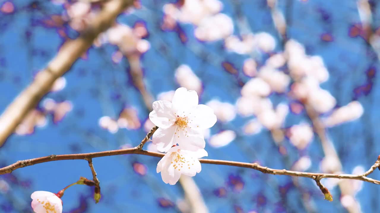 春天樱花开满枝头视频素材