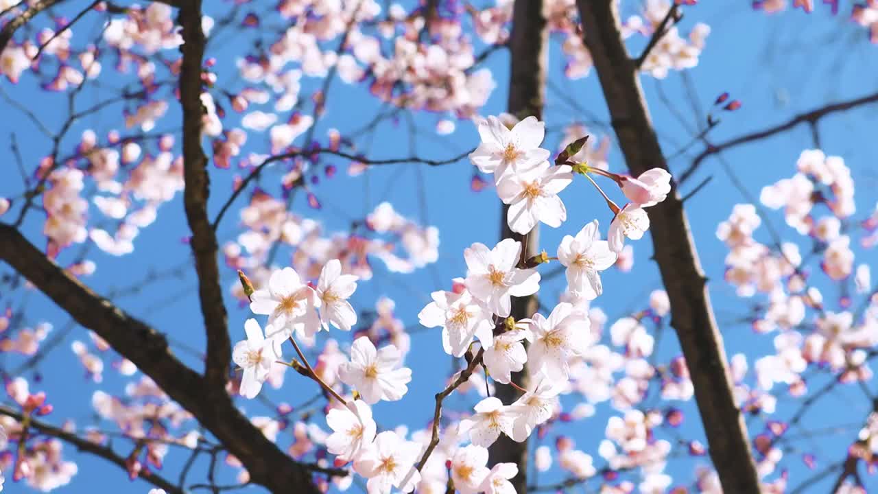 春天樱花开满枝头视频素材