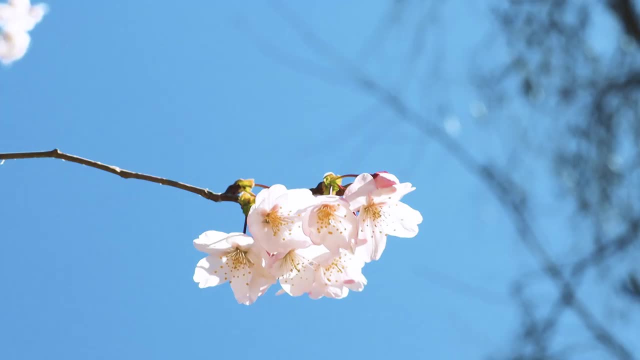 春天樱花盛开视频素材