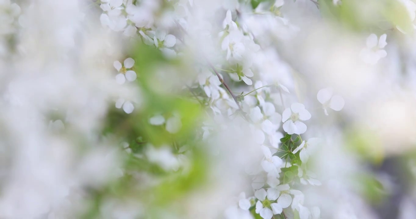 春天白色小花珍珠绣线菊花特写视频素材