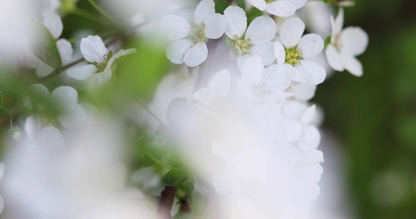 春天白色小花珍珠绣线菊花特写视频素材