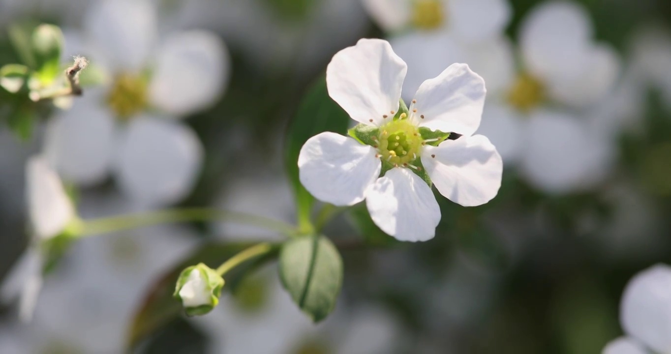 春天白色小花珍珠绣线菊花特写视频素材