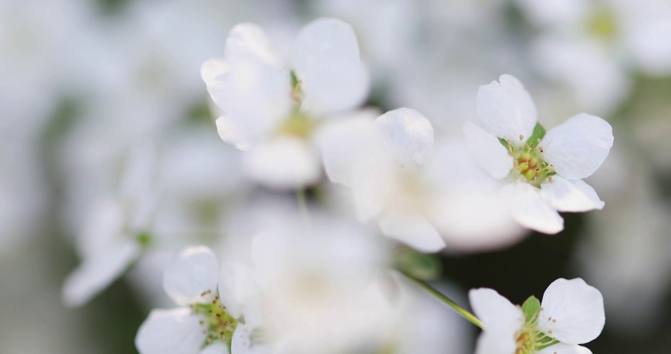 春天白色小花珍珠绣线菊花特写视频素材