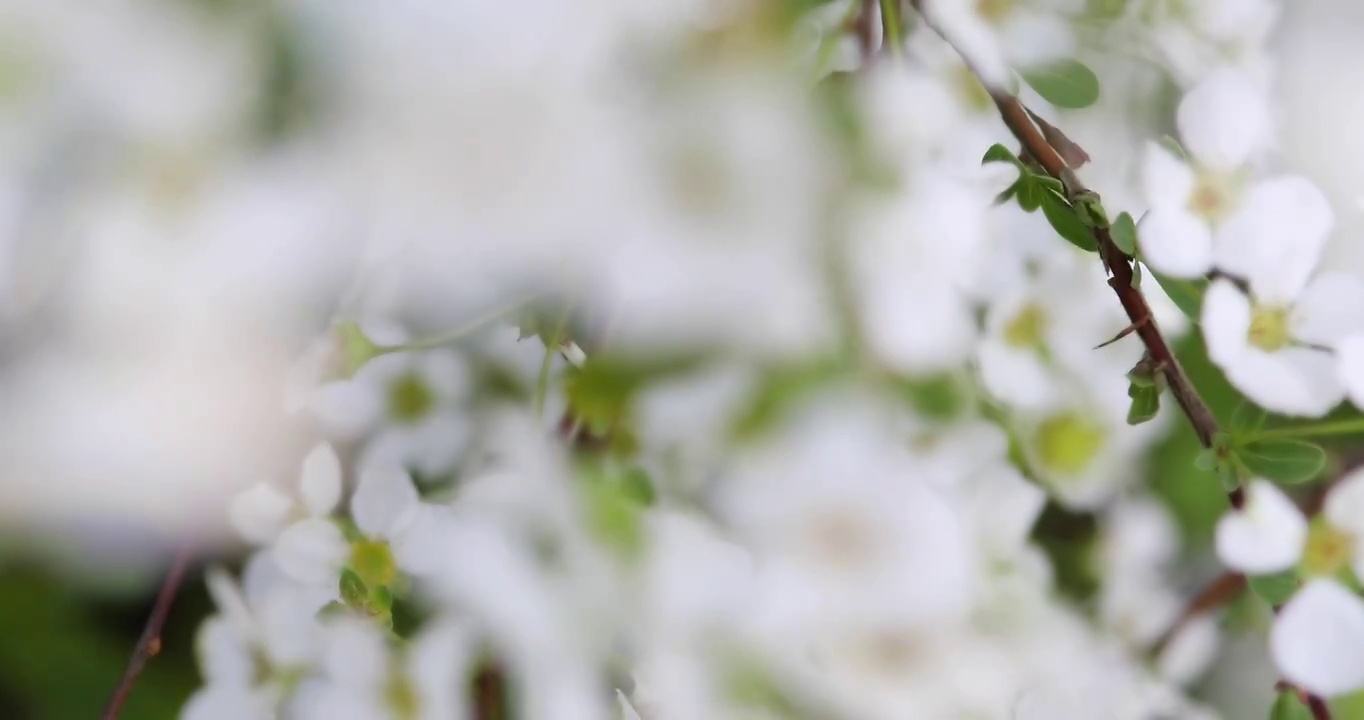 春天白色小花珍珠绣线菊花特写视频素材