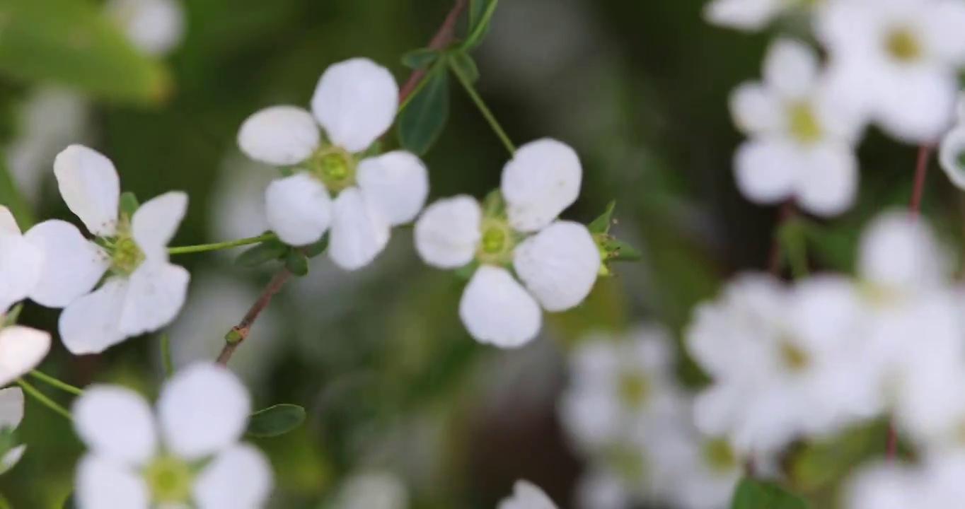 春天白色小花珍珠绣线菊花特写视频素材