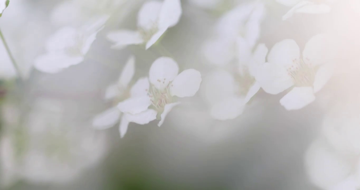 春天白色小花珍珠绣线菊花特写视频素材