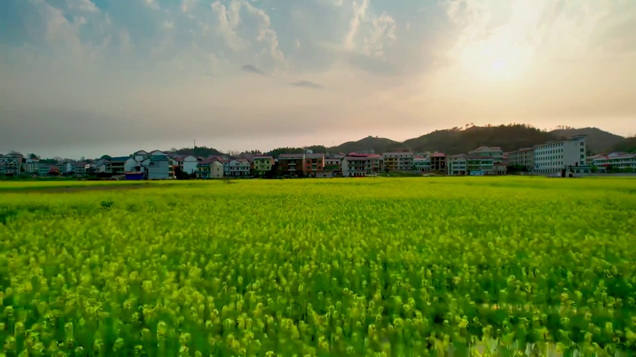 日落夕阳下的油菜花田视频素材