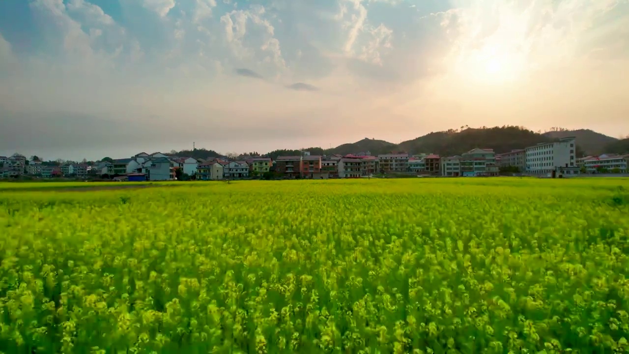 日落夕阳下的油菜花田视频素材