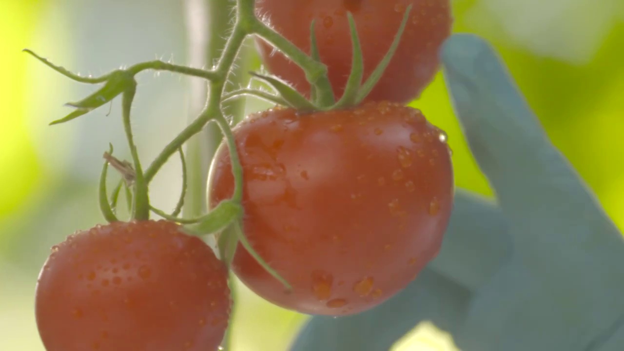 唯美蕃茄采摘农业水果大丰收温室大棚种植视频素材