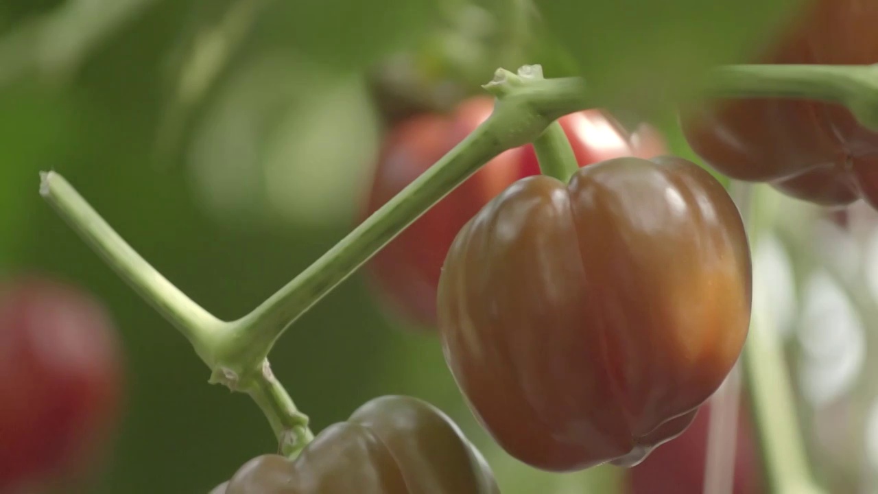 手抚摸灯笼椒现代农业采摘甜椒菜椒种植调味视频素材