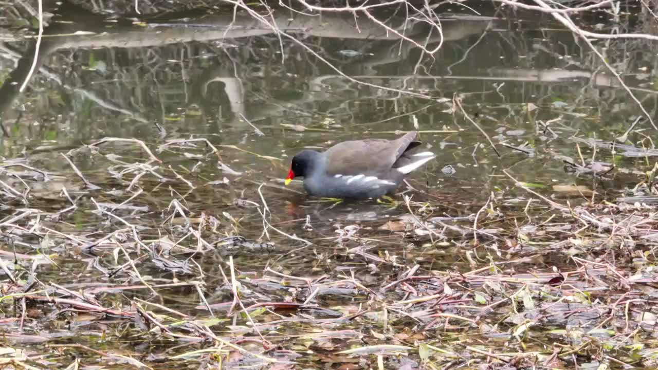 湖南岳阳市黑水鸡航拍视频素材