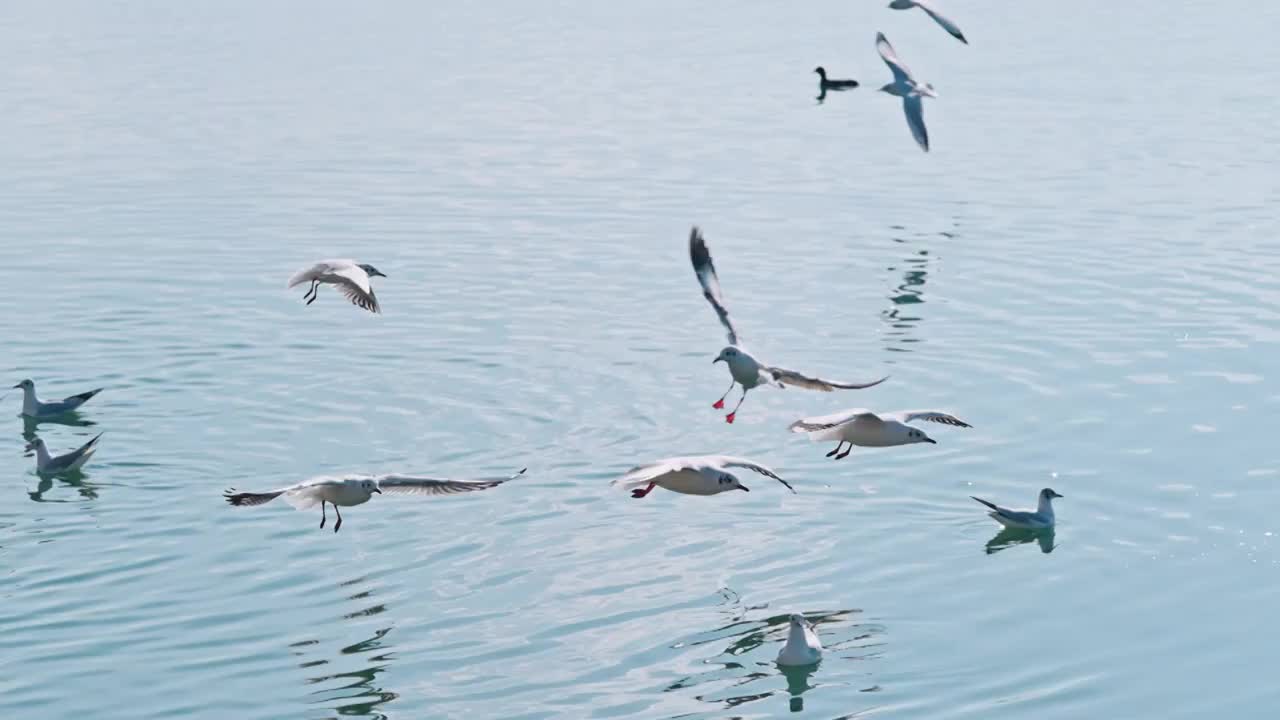 云南大理洱海海鸥视频素材