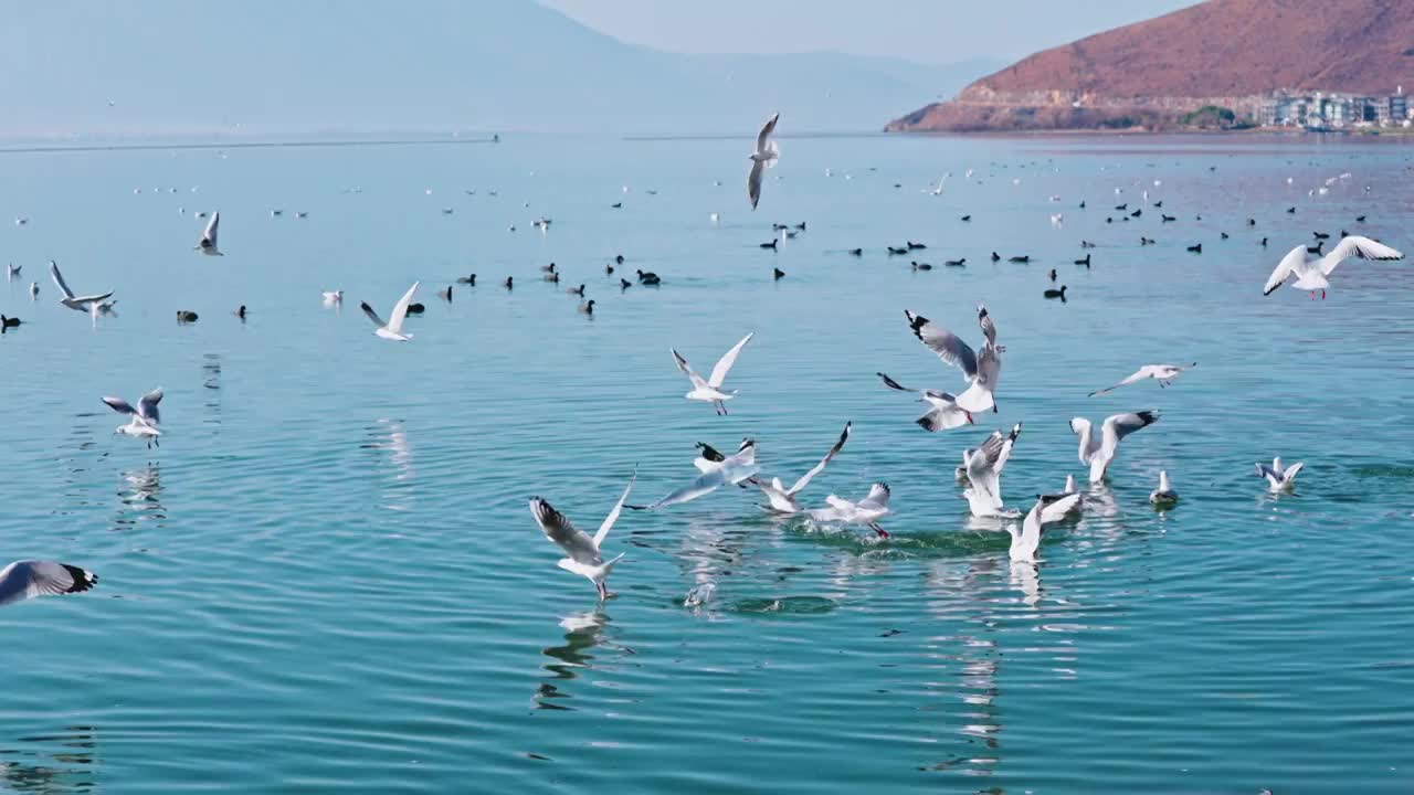 云南大理洱海海鸥视频素材