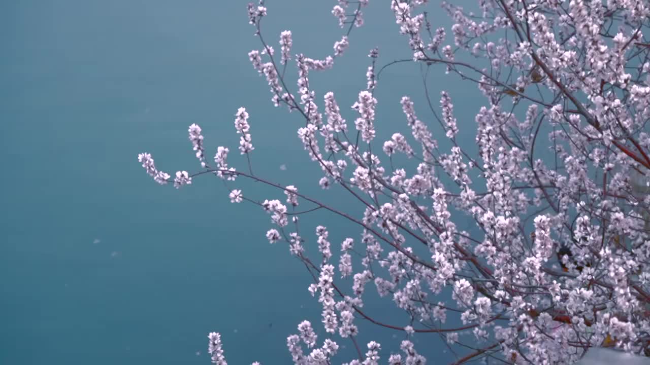 北京颐和园春天西堤桃花盛开视频素材