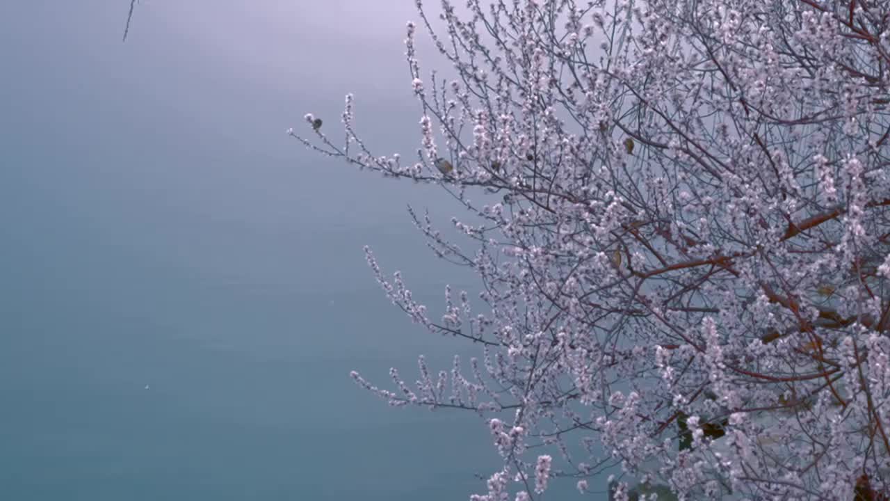 北京颐和园春天西堤桃花盛开视频素材