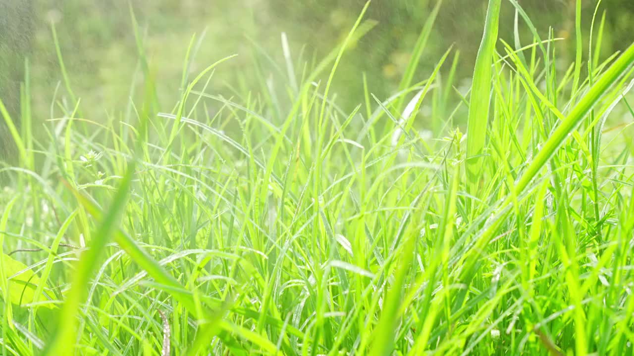 晨露中的绿草清晨露水阳光绿色生态草地视频素材