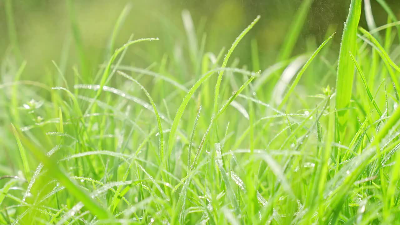 晨露中的绿草清晨露水阳光绿色生态草地视频素材