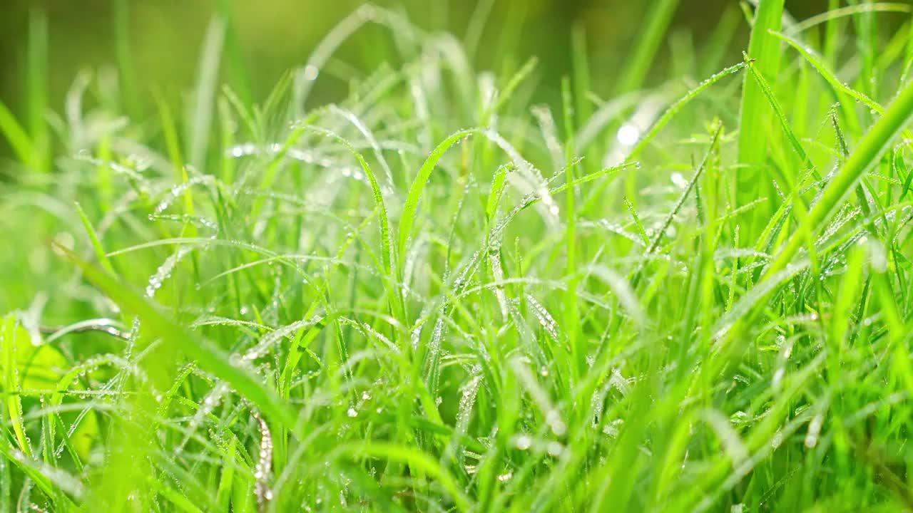 晨露中的绿草清晨露水阳光绿色生态草地视频素材