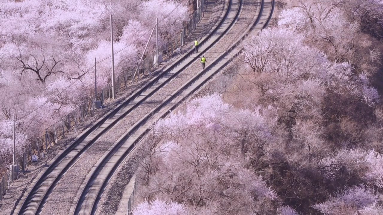 鲜花盛开的铁道 居庸关花海 春天视频素材