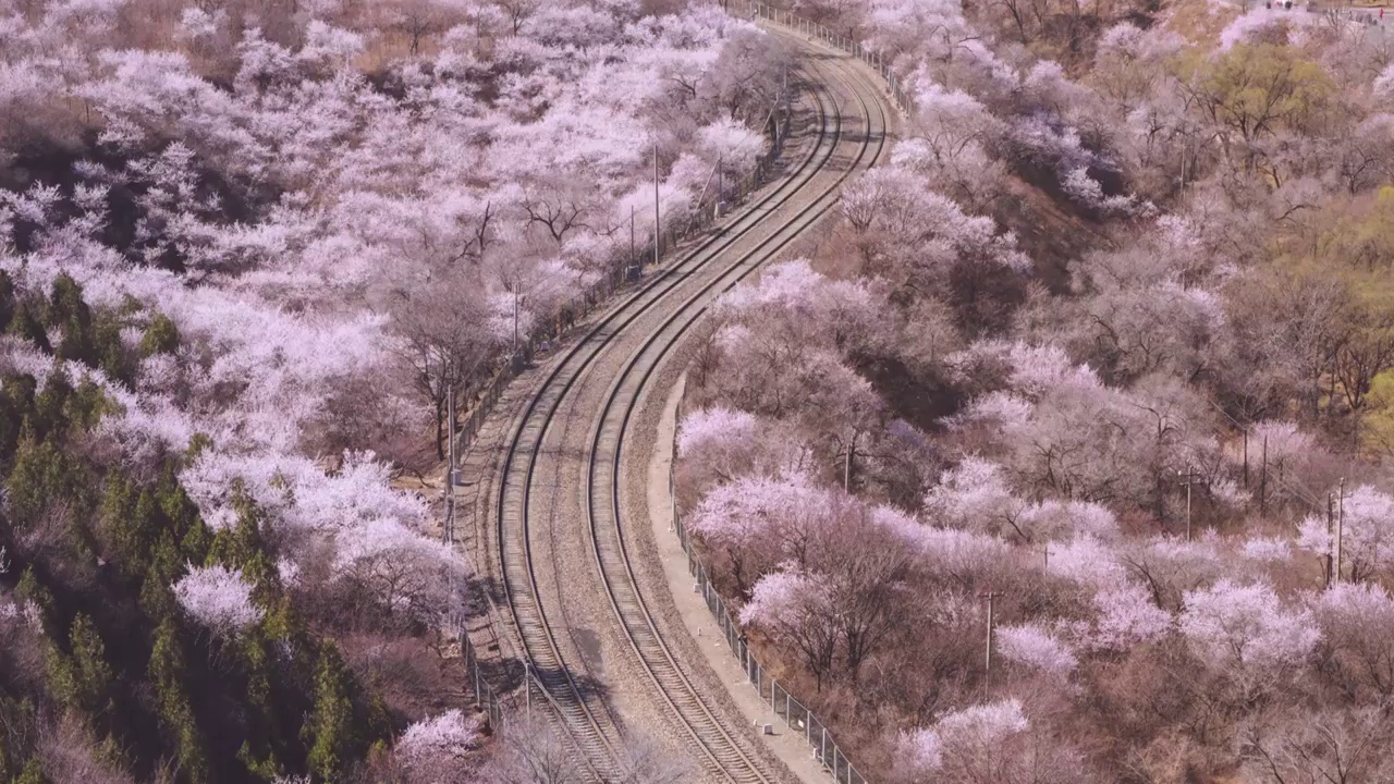 居庸关花海列车 北京市郊铁路S2线视频素材