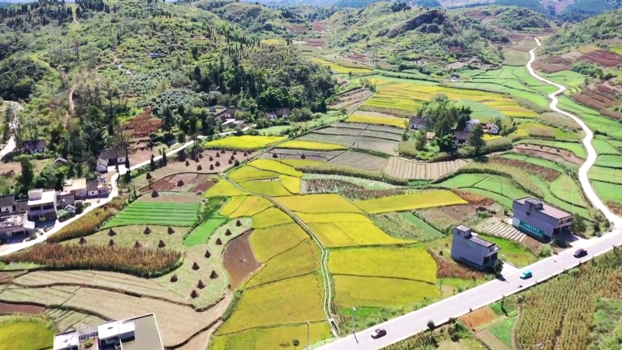 航拍稻田视频素材