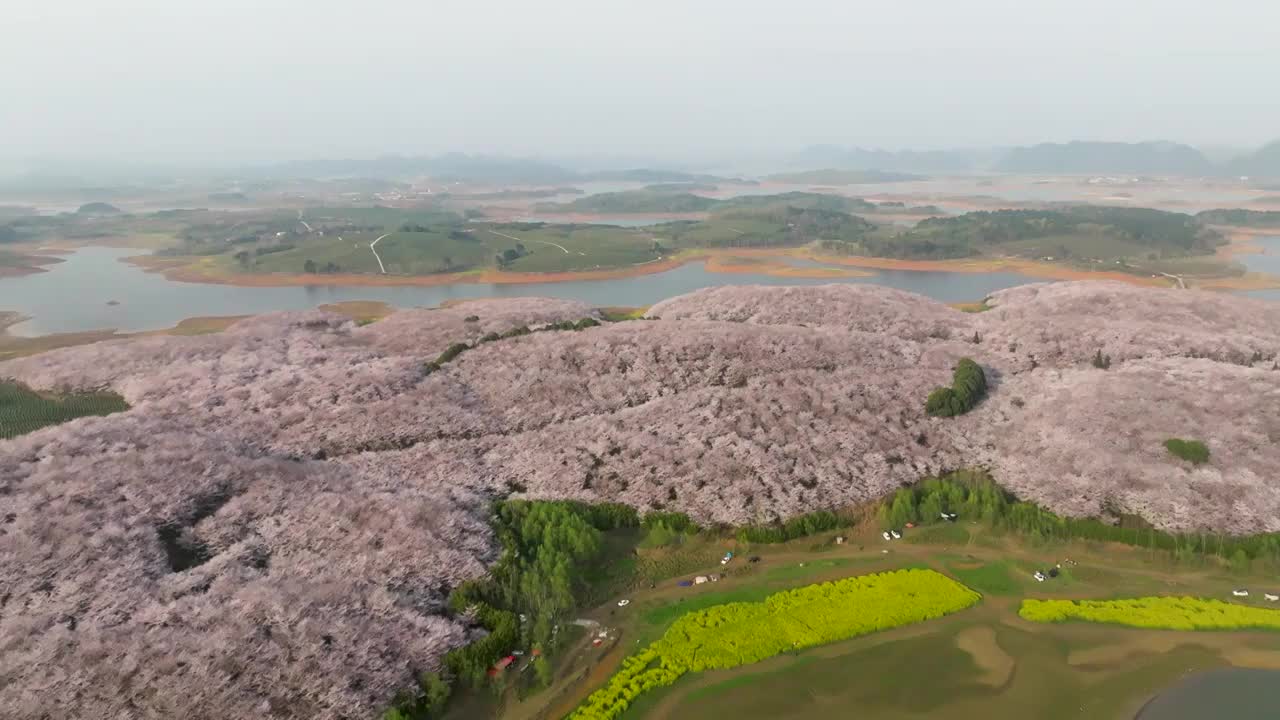 贵州平坝樱花在红枫湖精彩绽放视频素材