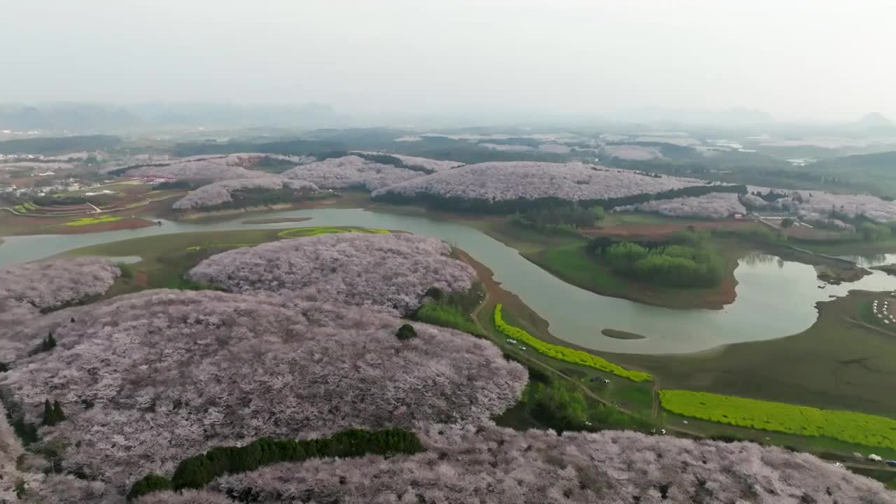 贵州平坝樱花在红枫湖精彩绽放视频素材