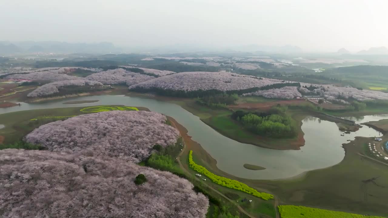 贵州平坝樱花在红枫湖精彩绽放视频素材