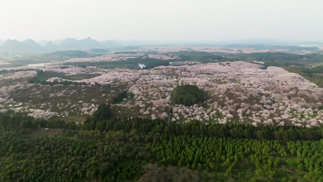 贵州平坝樱花在红枫湖精彩绽放视频素材