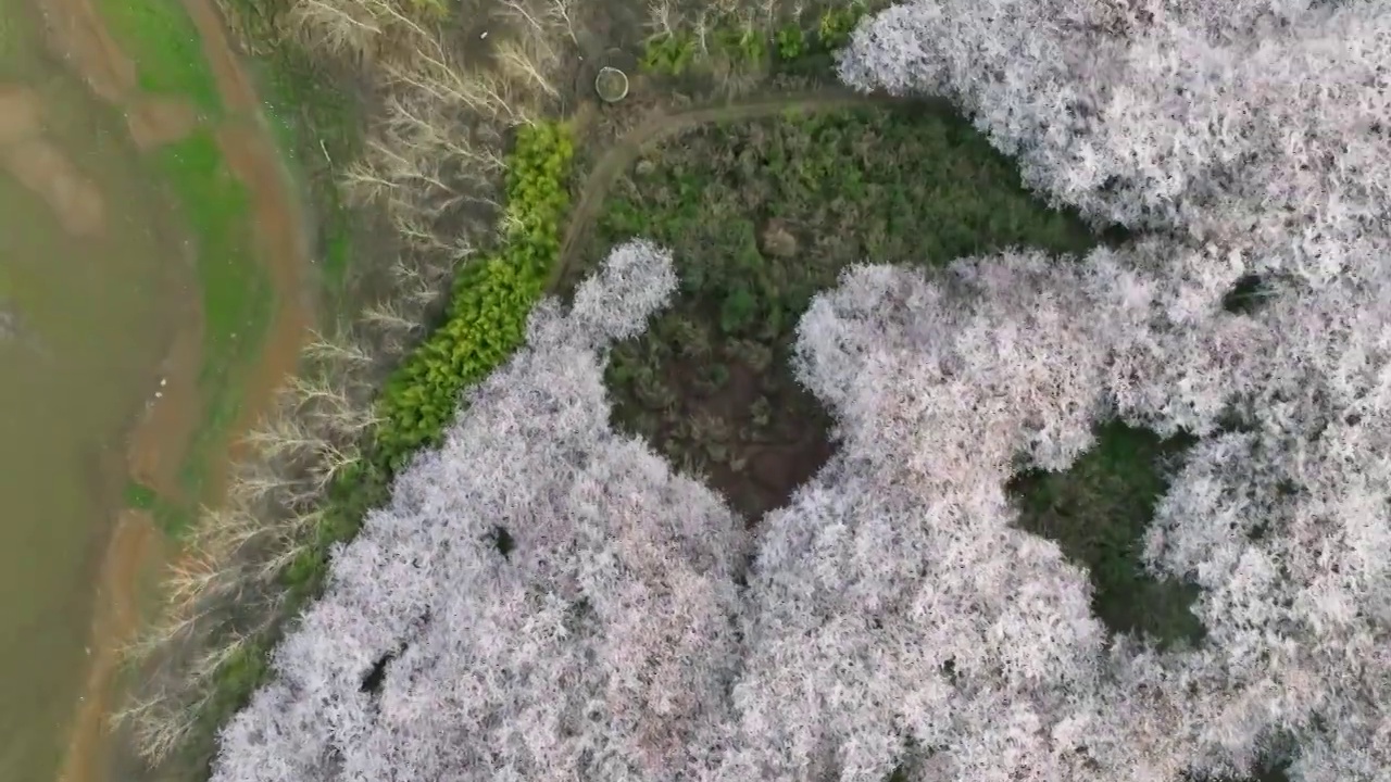 贵州平坝樱花在红枫湖精彩绽放视频素材