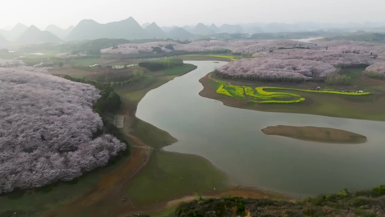 贵州平坝樱花在红枫湖精彩绽放视频素材