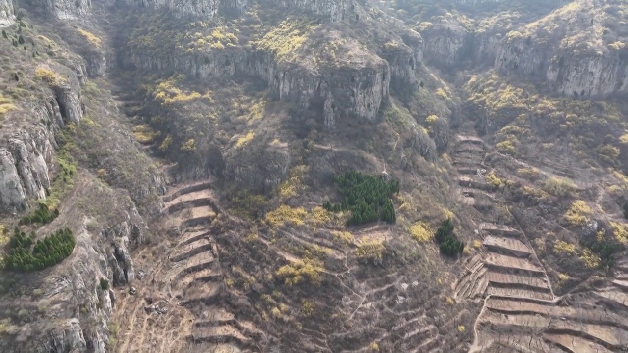 济南稻池村连翘花视频素材