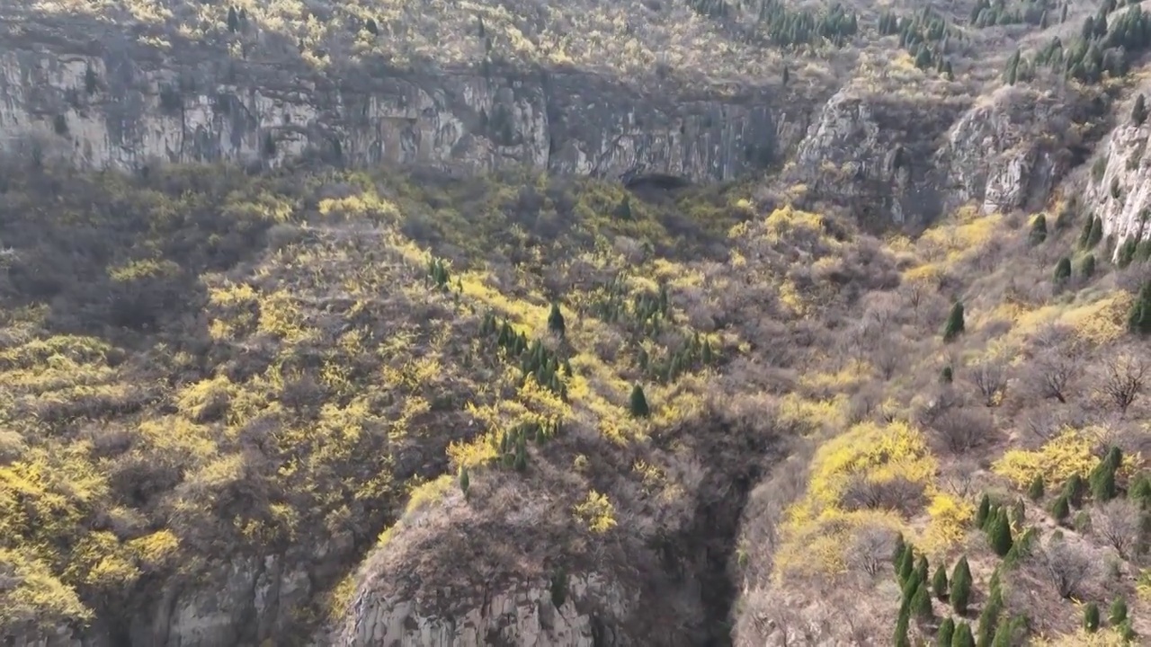 济南稻池村连翘花视频素材