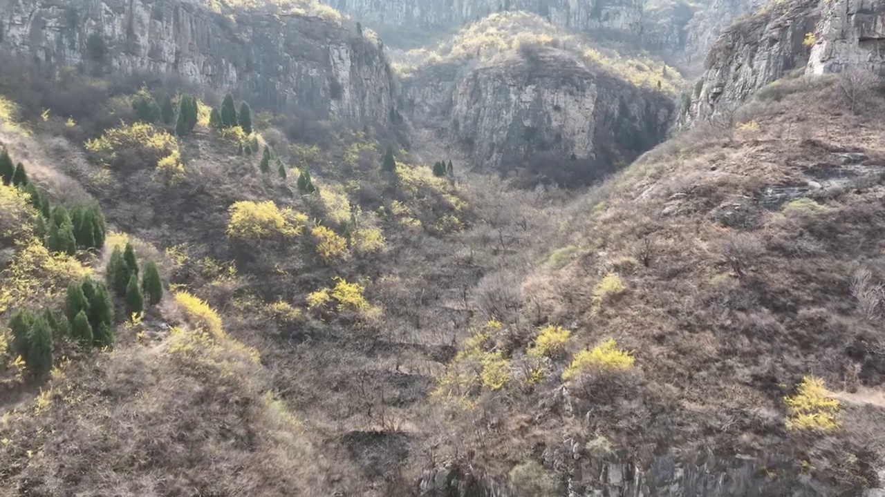 济南稻池村连翘花视频素材