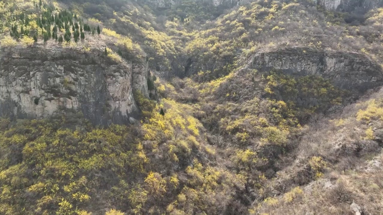 济南稻池村连翘花视频素材